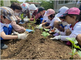 学校の畑で児童たちが協力して苗を植えている写真