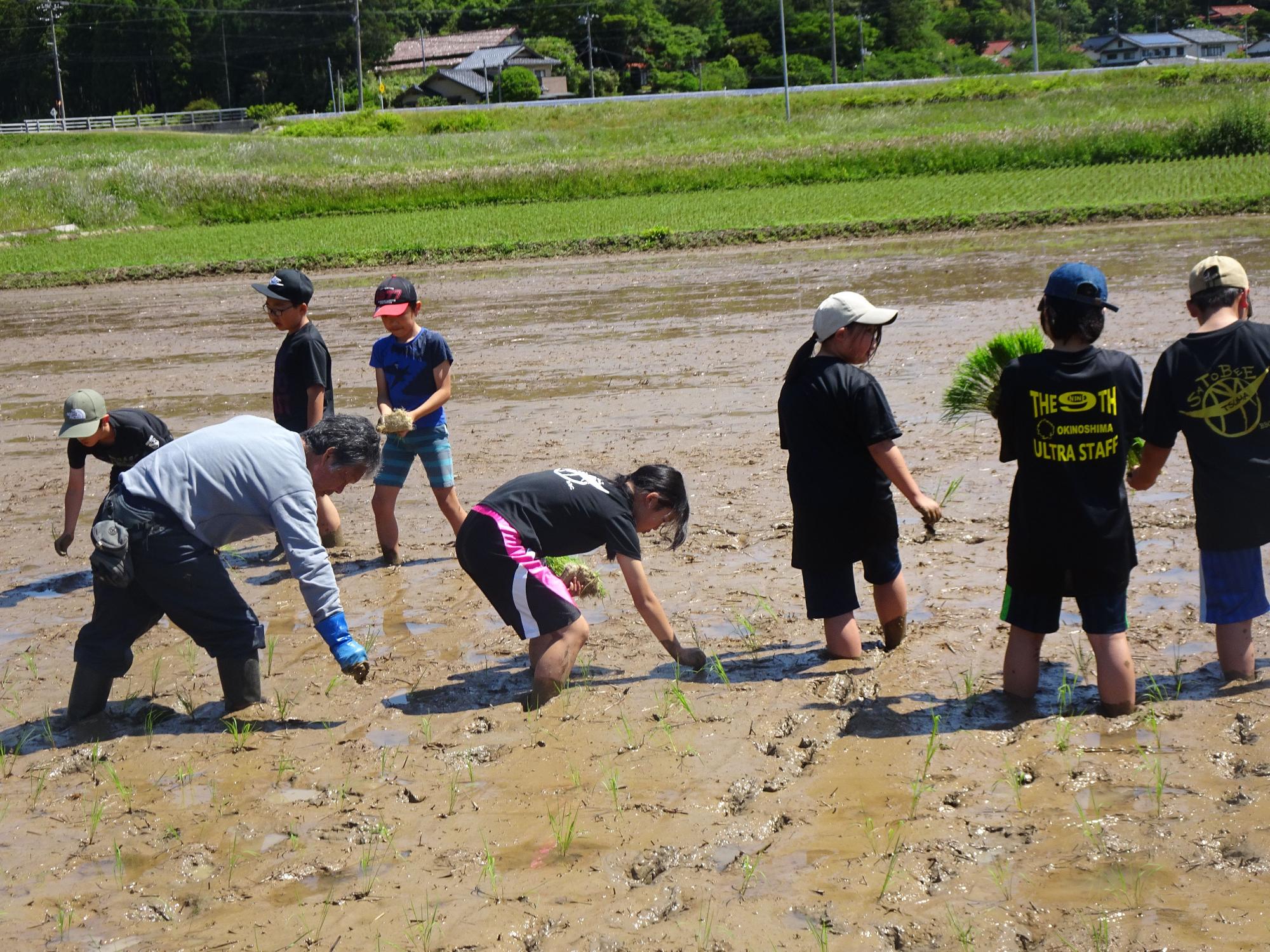 田んぼで帽子を被った子どもたちが苗を手で植えている写真