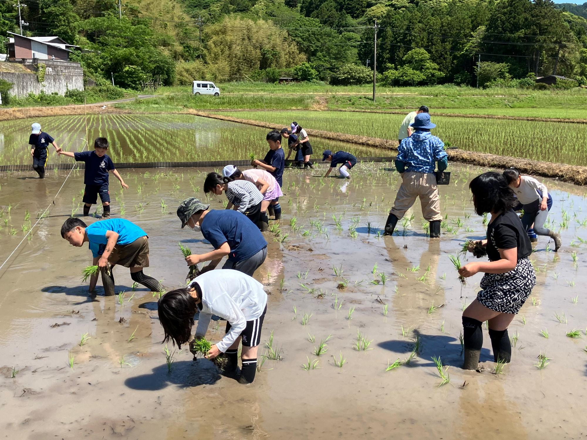 田んぼの中で児童たちが列になって苗を植えているところを横から見た写真