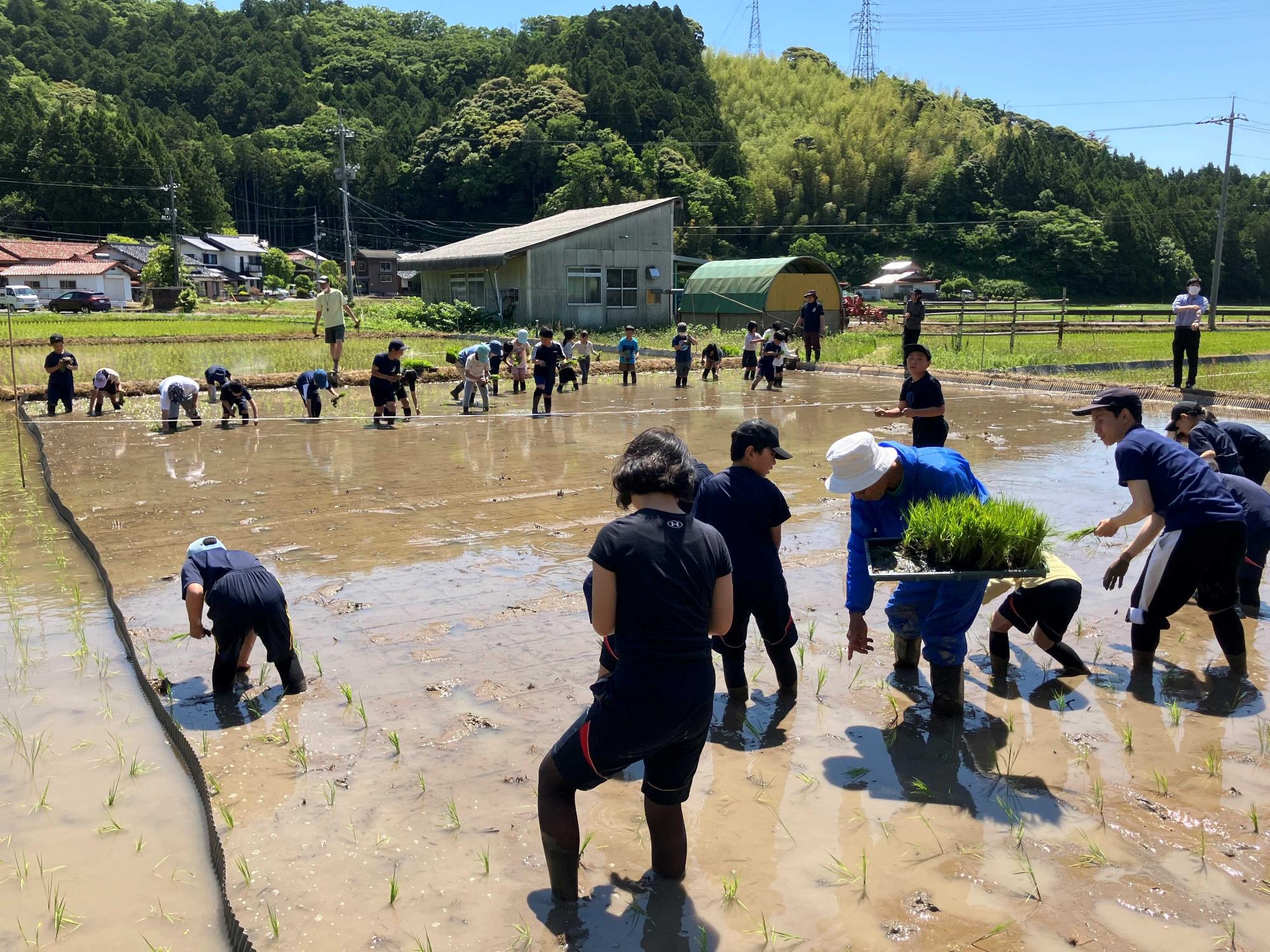 田んぼの中央で児童と地域の大人たちが協力して田植えをしているところを後ろから見た写真