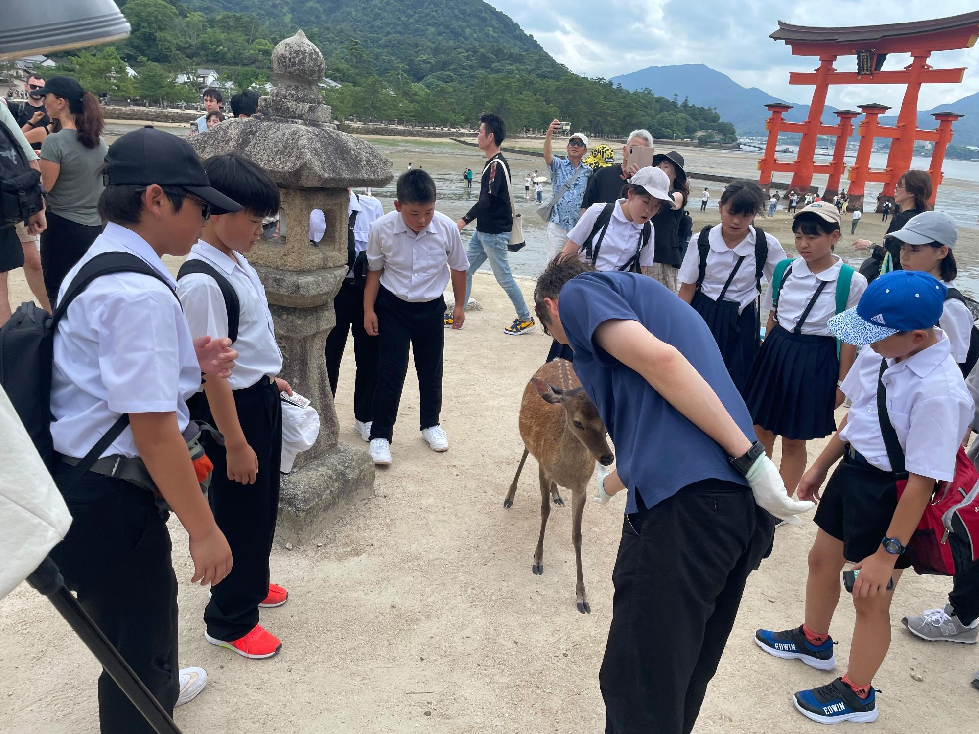 海辺の鳥居の前で児童が鹿と触れ合っている写真