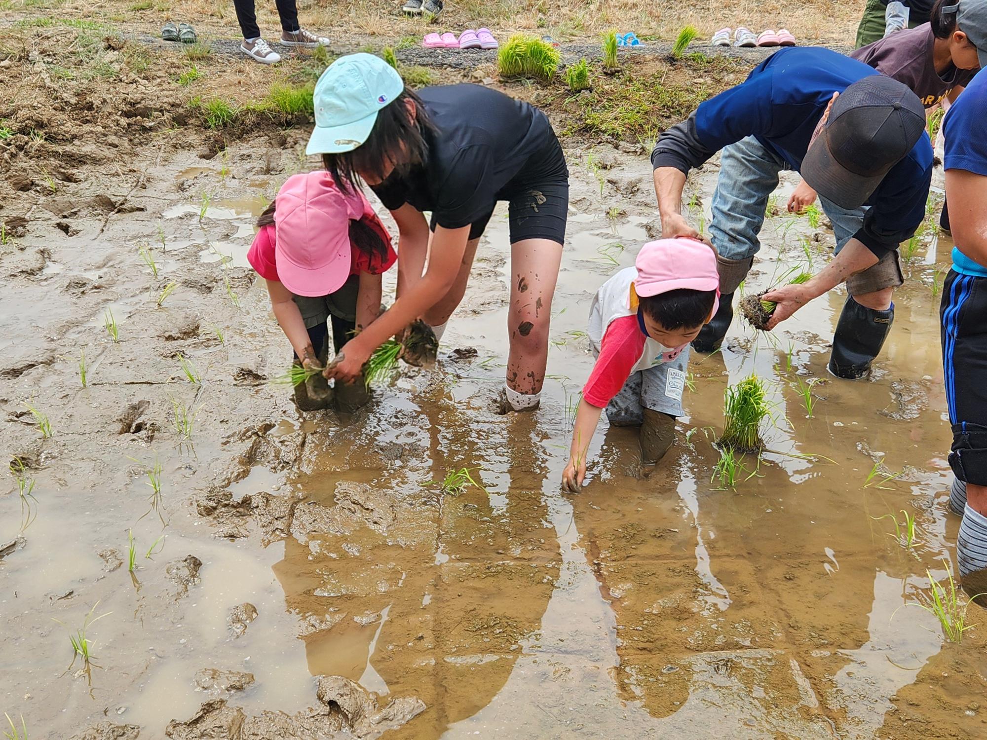 田んぼで児童が田植えを体験している写真