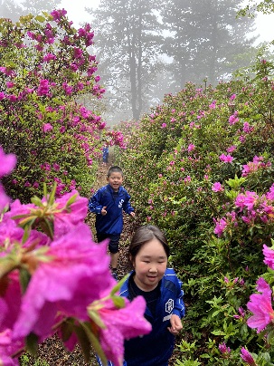 霧の中、ピンクのツツジが咲く山道を青いジャージを着た児童たちが歩いている写真