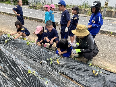 畑のそばで帽子をかぶった児童たちが黒いマルチシートの上に苗を植えている写真