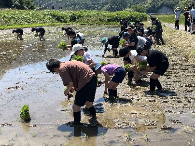 田んぼで児童たちが苗を手に持ち、泥の中で田植えをしている写真