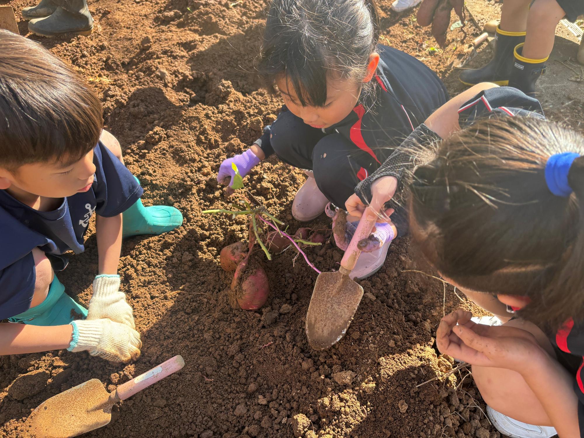 畑で児童たちがスコップを使ってさつまいもを掘っている写真