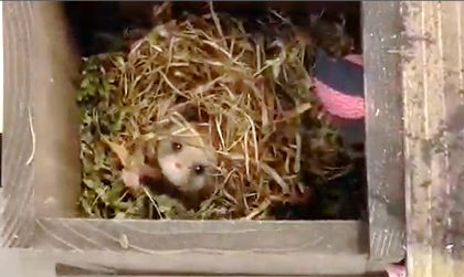 巣箱の中から顔を出す小さな動物の写真