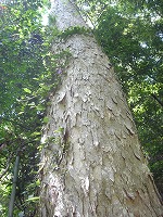 皮が下向きに傘のように張り出している元屋のムクロジの写真