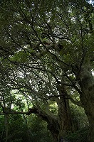 森の中で2本並んでいる犬来のシイの写真