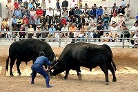 フェンスの奥で座った人たちが見ている中行われている牛突き夏場所大会の写真