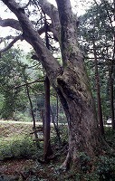 下草のある森の中に立つ大山神社の杉とケヤキの写真