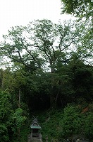 斜面に立って枝葉を広げている銚子おんぎゃくさんのケヤキの写真