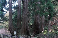 根元から枝分かれした幹が上向きにのびている中村のかぶら杉の写真