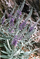 白みがかった緑の葉をもち紫の花が咲いているトウテイランの写真