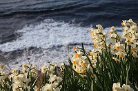 波が打ち寄せる海岸を背景にした油井のスイセン等の植物群落の写真