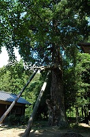 支えの柱が付けられ、緑の葉を広げている物忌神社の大スギの写真