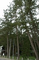 春日神社の鳥居の隣に並んで立っているクロマツ群の写真