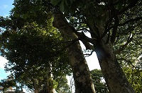 御碕神社の森の2本並ぶ大木を地上から見上げている写真