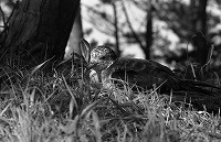 背の低い草地にいるオオミズナギドリのモノクロ写真