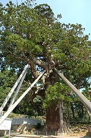 青空を背景にした玉若酢命神社の八百スギの写真
