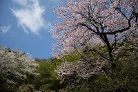 青空を背景にした、花を咲かせている世間桜の写真