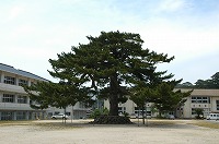 広場の中心に立つ唐傘の松の写真