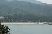 白い砂浜の海岸線に沿って続いている中村海岸のクロマツ群の写真