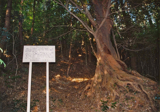 看板の隣の斜面に立っている嶽山のイスノキの写真