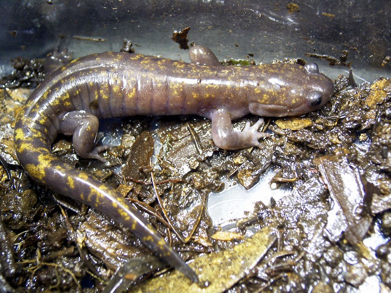 光沢のある褐色と黄色の体表を持つオキサンショウウオの写真