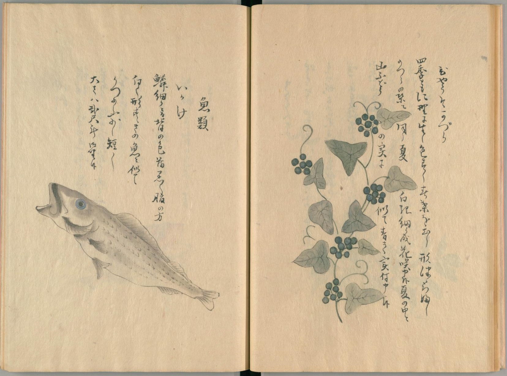 「国立国会図書館デジタルコレクション」で提供されている「隠岐国産物絵図注書」の見開き写真