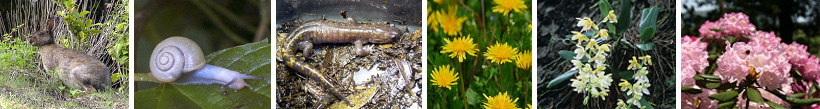 左から、ウサギが横向いて草地の上に立っている写真、カタツムリが葉っぱの上を這っている写真、周りの茶色っぽい葉っぱ類と体の色が同化している爬虫類の写真、咲き誇る何輪もの黄色いタンポポの写真、咲き誇る二輪の白い花の写真、一面に咲き誇るピンクのグラデーションの花びらを持つ花々の写真