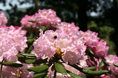 ピンク色の花を咲かせる隠岐しゃくなげの写真