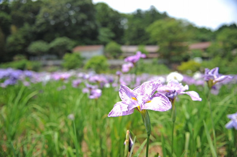 建物の見える山林地帯に咲いている紫の花にピントを合わせた写真
