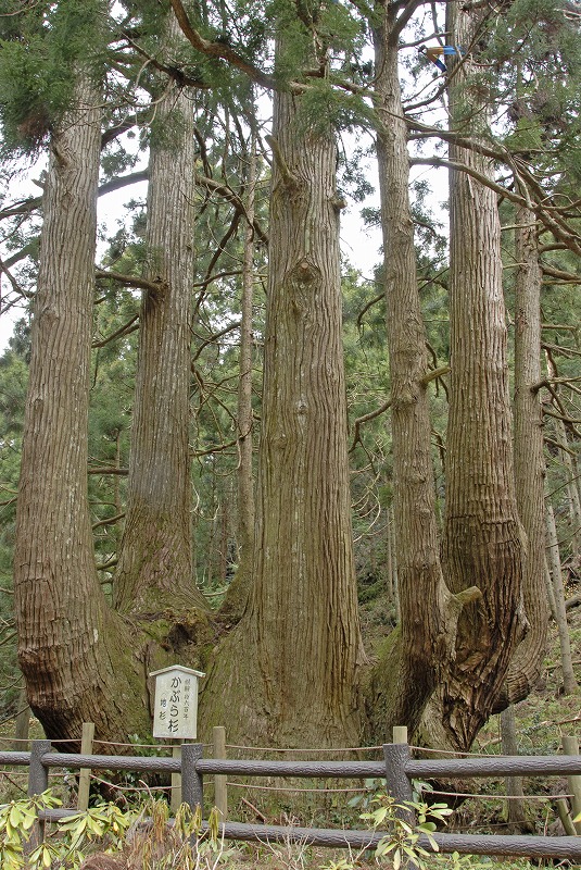 根元に「かぶら杉」と書かれた看板が置かれている木々の写真