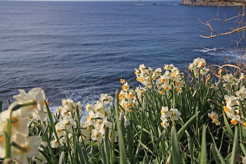 海のそばで咲いている白い花の写真