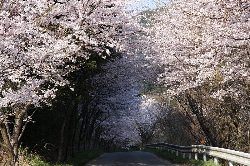 満開の桜が道路の両側にある写真
