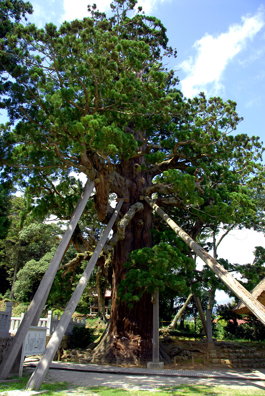 青々とした葉をつけた大樹に支え棒が添えられている写真