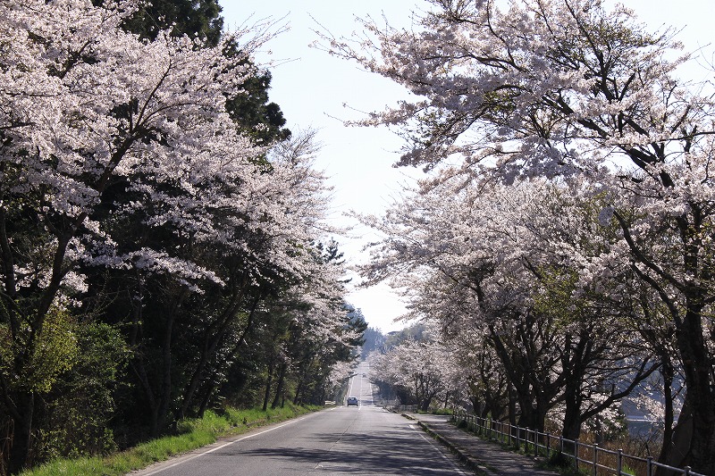 桜の咲き誇る道路を走る車の写真