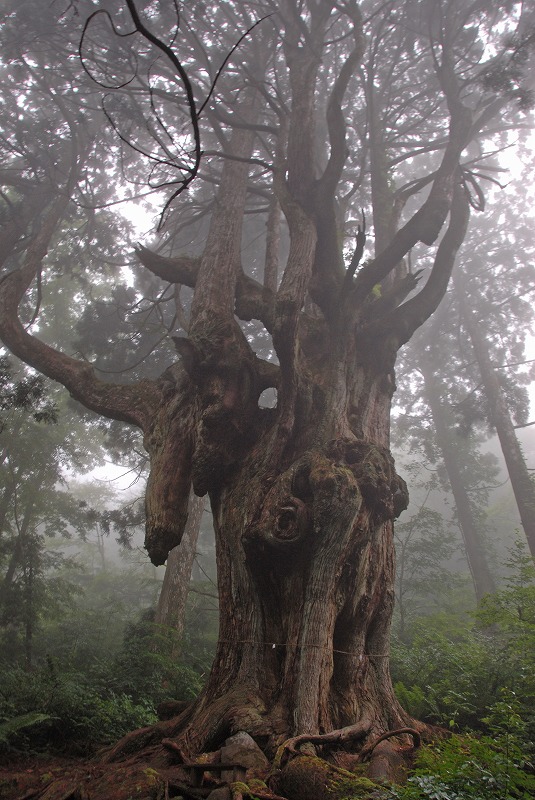 上と下の両方の方向に向かって伸びている枝をつけた木の写真