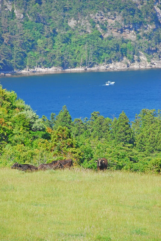 海の見える草原に牛が数頭固まっている写真