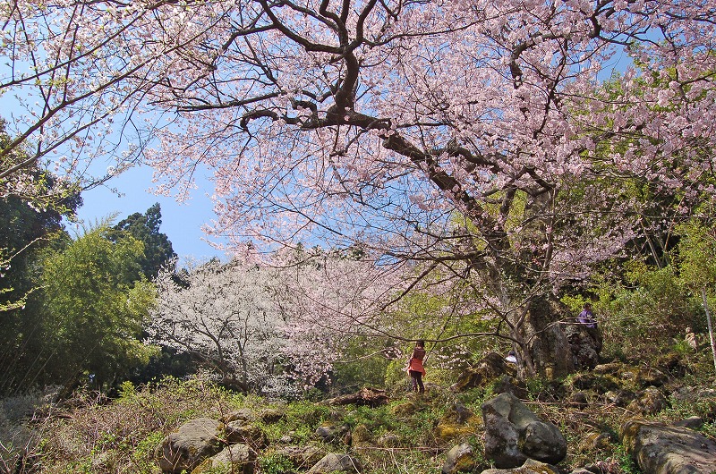ピンク色をした桜の木の下で歩いている人の写真