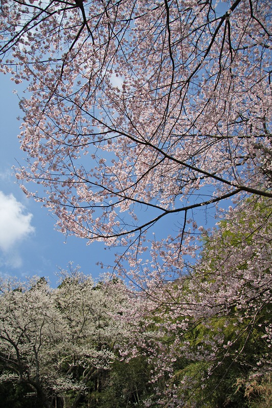 桜の下から空を見上げている写真