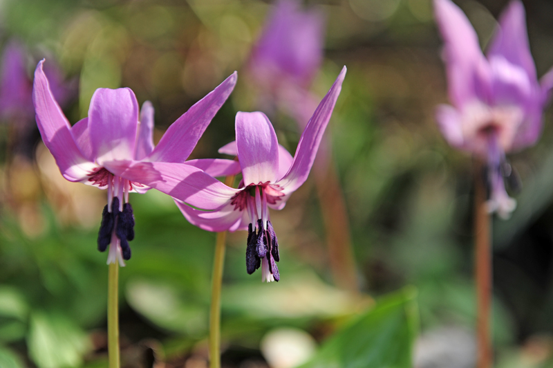 紫の花からおしべとめしべが垂れ下がっている写真