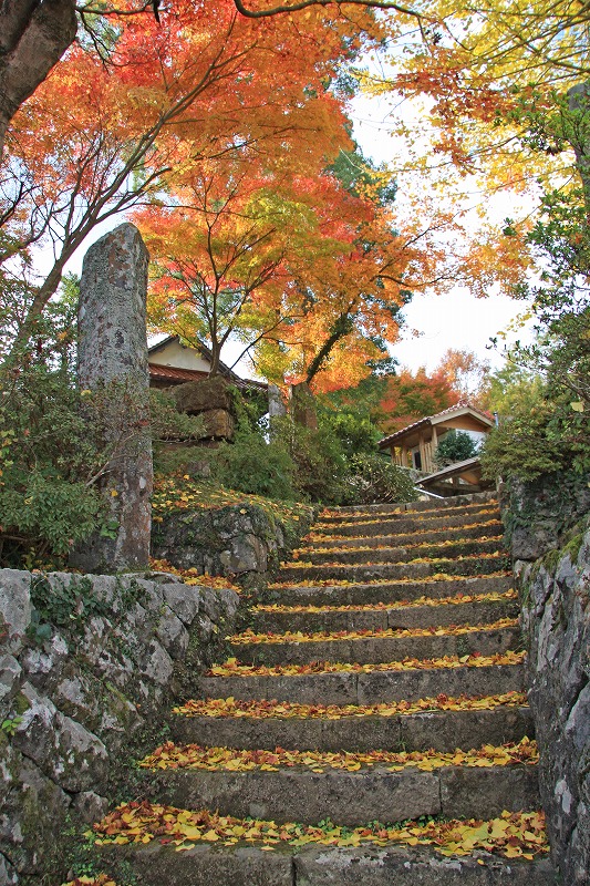 赤く色づいた紅葉が石階段に沢山落ちている写真