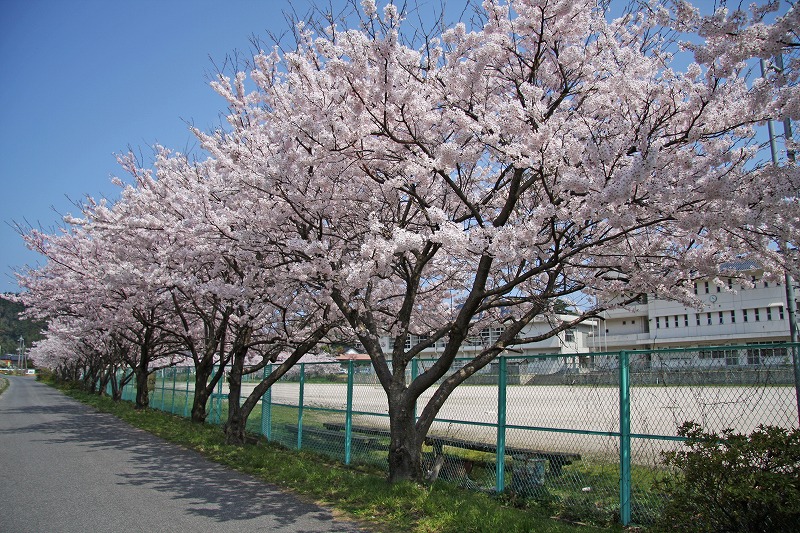 学校のグラウンドのそばに咲いている桜の写真