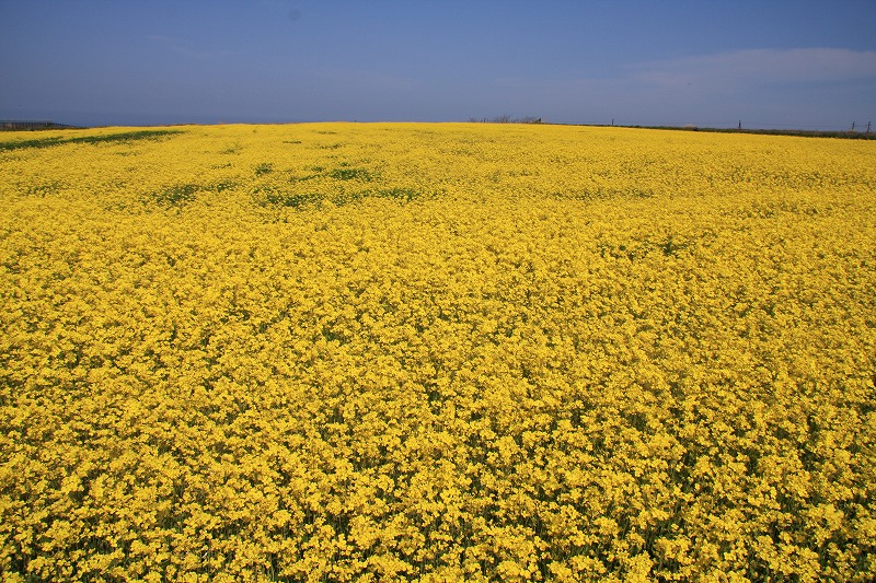 一面が菜の花で埋め尽くされている写真