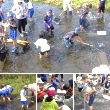 川に入り、網などで生き物や水のサンプルを集めている児童たちの複数の写真