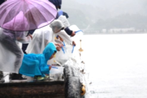 雨がっぱを着た児童たちが真鯛の稚魚を海に放流している写真