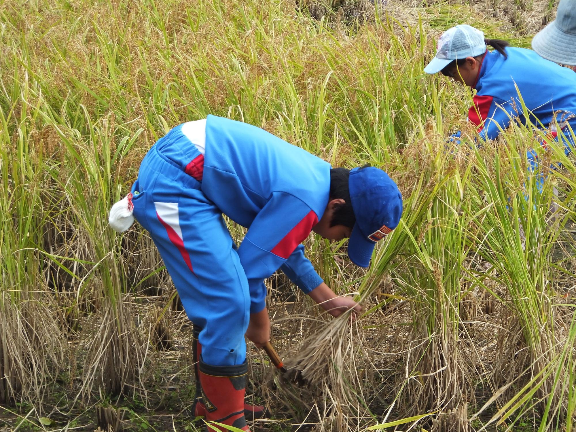 児童が田んぼで腰をかがめて稲を刈り取っている写真