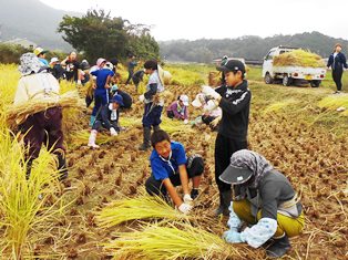 田んぼで児童と大人が集まり刈り取った稲を束ねる作業をしている写真